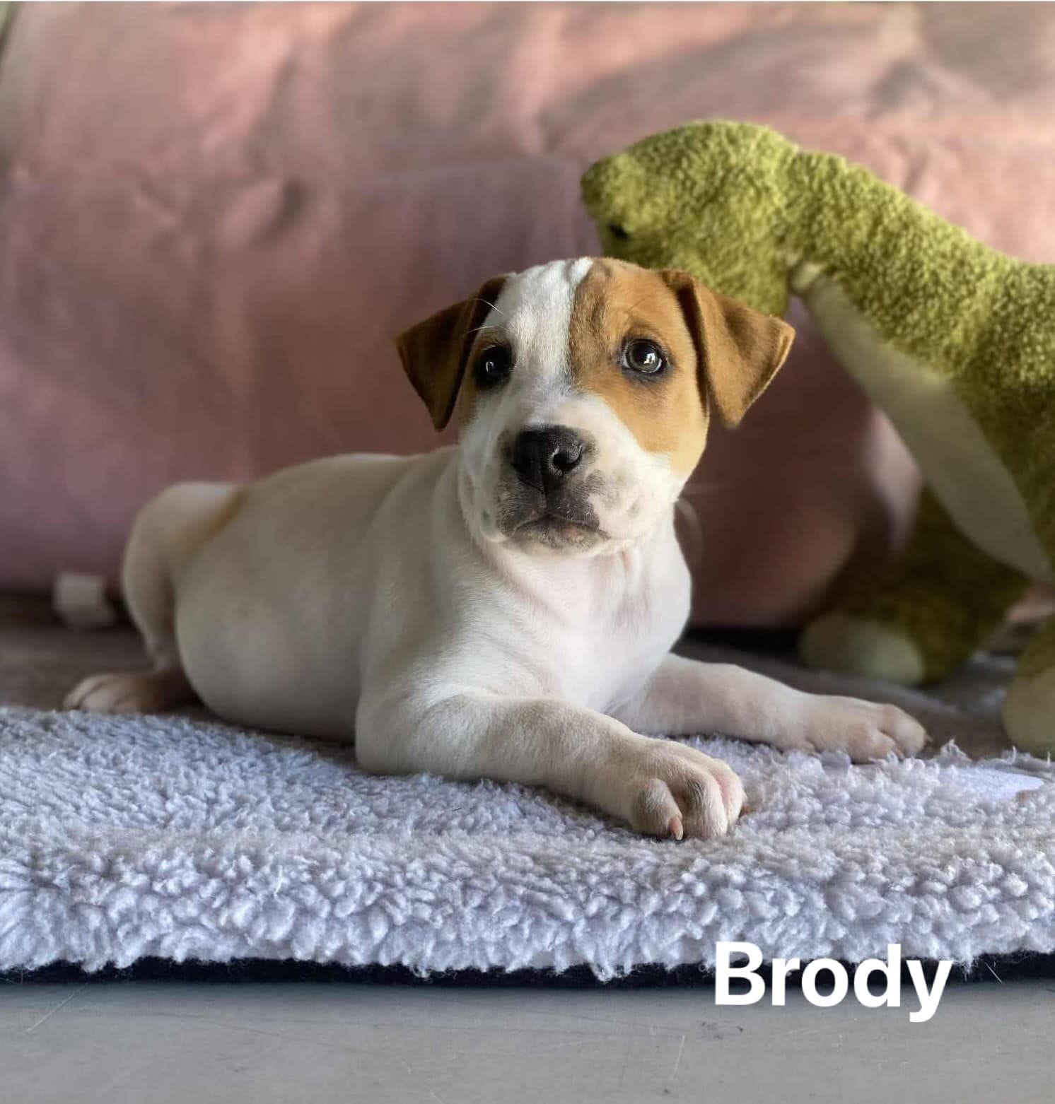 Brody Brody